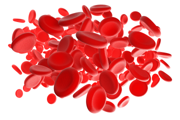Human red blood cells