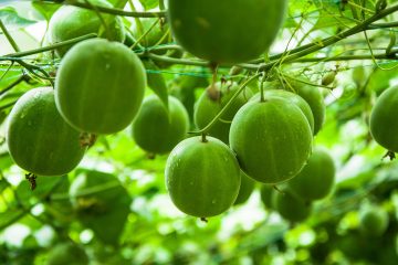 Monk fruit growing on a vine.