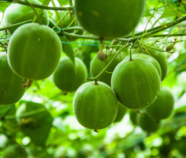 Monk fruit growing on a vine.
