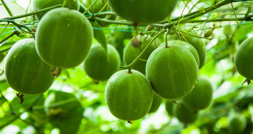 Monk fruit growing on a vine.