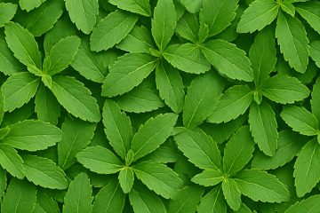 Stevia leaves