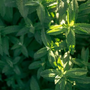 Comparative Analysis: SteviaSweet™ Reb M Bio-converted and: SteviaSweet™ Organic Stevia Leaf Extract