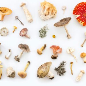 How Modern Modulation Systems Are Transforming Botanical, Mushroom, and Nootropic Beverage Formulation