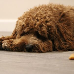 Canines and Polyols: What Food & Beverage Formulators Need to Know