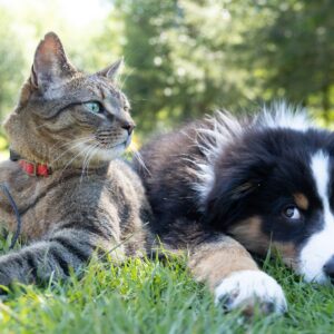 Pumpkin Is Great, But the Gut Is Really Asking for Fiber. What Pet Food Formulators Can Learn from Pumpkin, Inulin, FOS and the Canine Microbiome